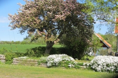 Äppelträdet blommar