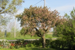 Åppelträd i blomm