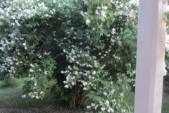 Jasmin i blomm